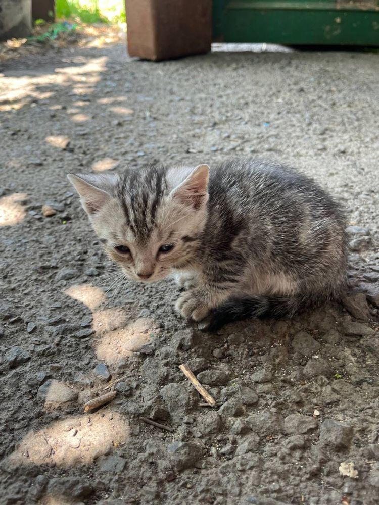 Беспатно отдам уличных котят