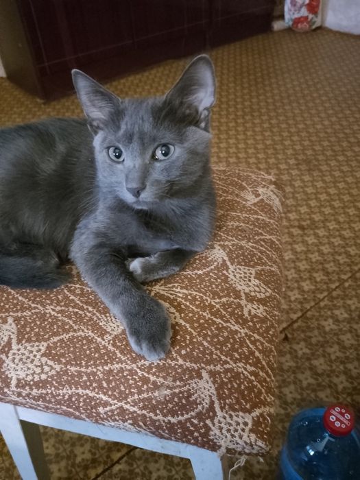 Продам породістих кошенят