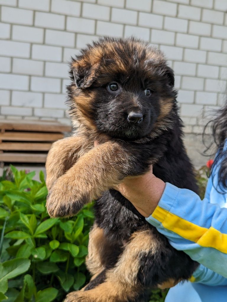 Продам цуценят Німецької вівчарки ДШ