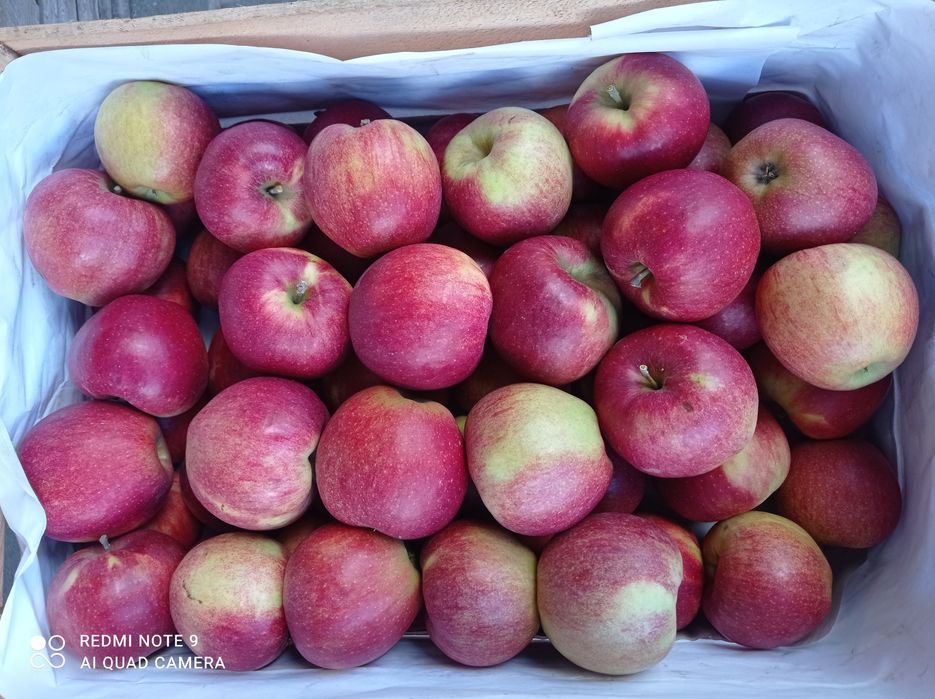 Jabłka eko z rodzinnego sadu