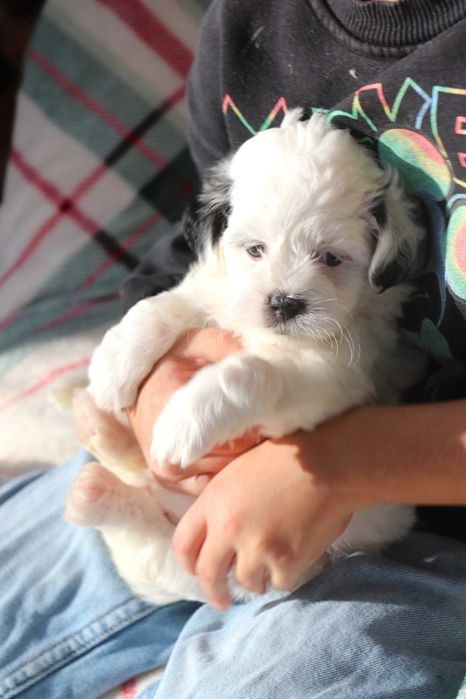 Maltipoo Biało Czarna Sunia Toy pudel White Dziewczynka Zobacz Filmik