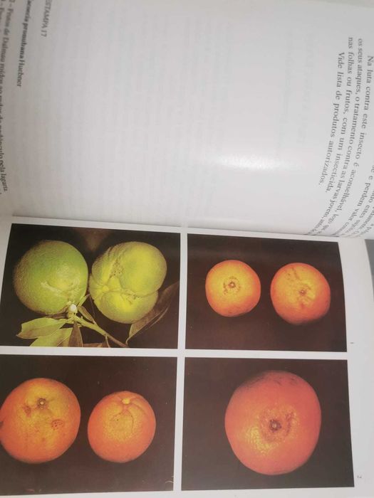 A Protecção dos Citrinos - J. A. Soares Chaves