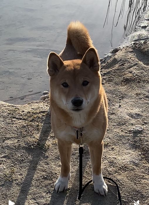 Зникла собака! Пропала собака