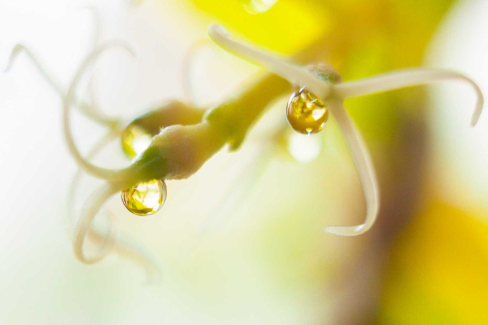 Obiektyw Jupiter 12 F2.8/35mm. Mocowane M39.