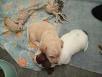 Cãezinhos bebés para adopção responsável!
