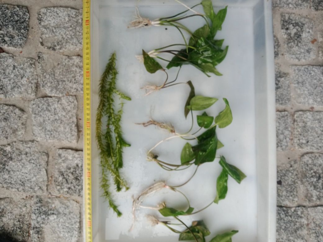 Kryptokoryna pontederiifolia roślinka akwariowa