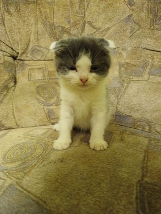 Віддам кошенят дівчинка і 3 хлопчика у добрі руки