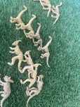 Figuras mini esqueletos dos dinossauros