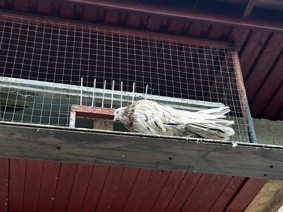 KOLOROWE Orliki Polskie