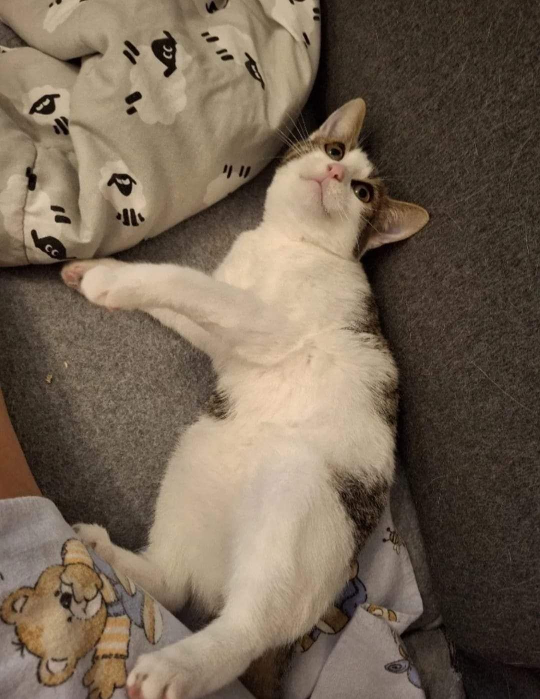Burbon poleca się do adopcji