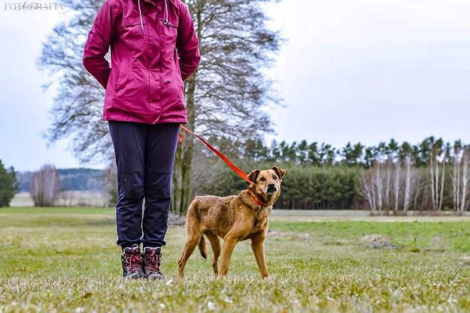 Psi senior Scooby od dwóch lat czeka na wymarzony dom