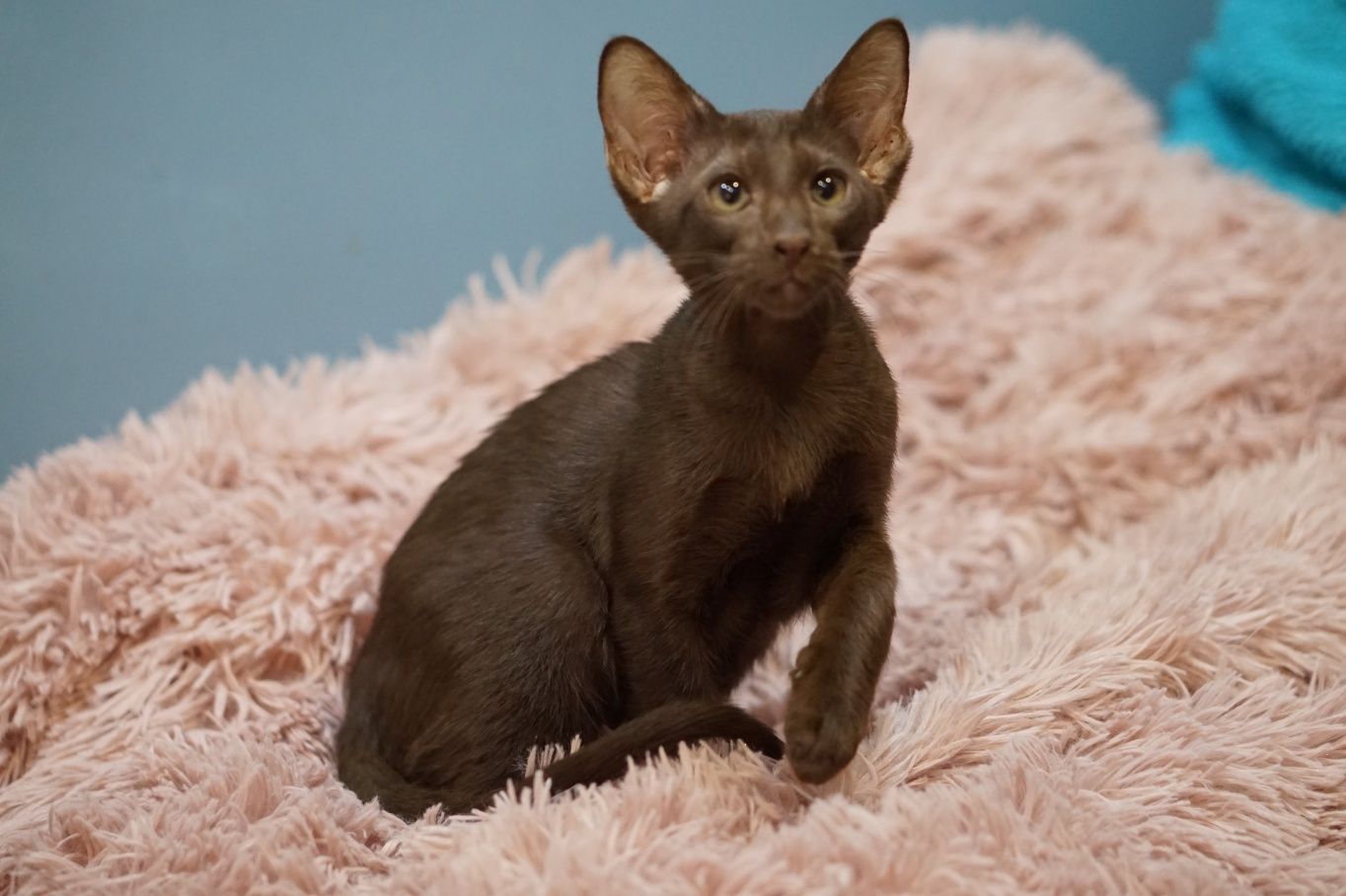 Peterbald orientalny kocurek gotowy do zmiany domku