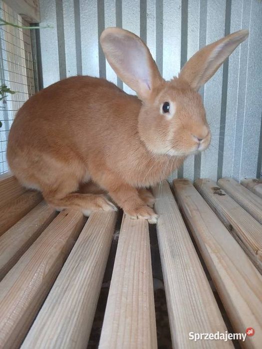 Króliki burgundzkie, samice i samce