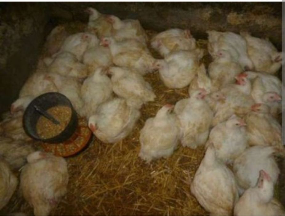 Kurczaki wiejskie, brojlery powyżej 3 kg