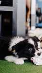 Inteligentny Border Collie z hodowli FCI/ZKWP-poznaj go
