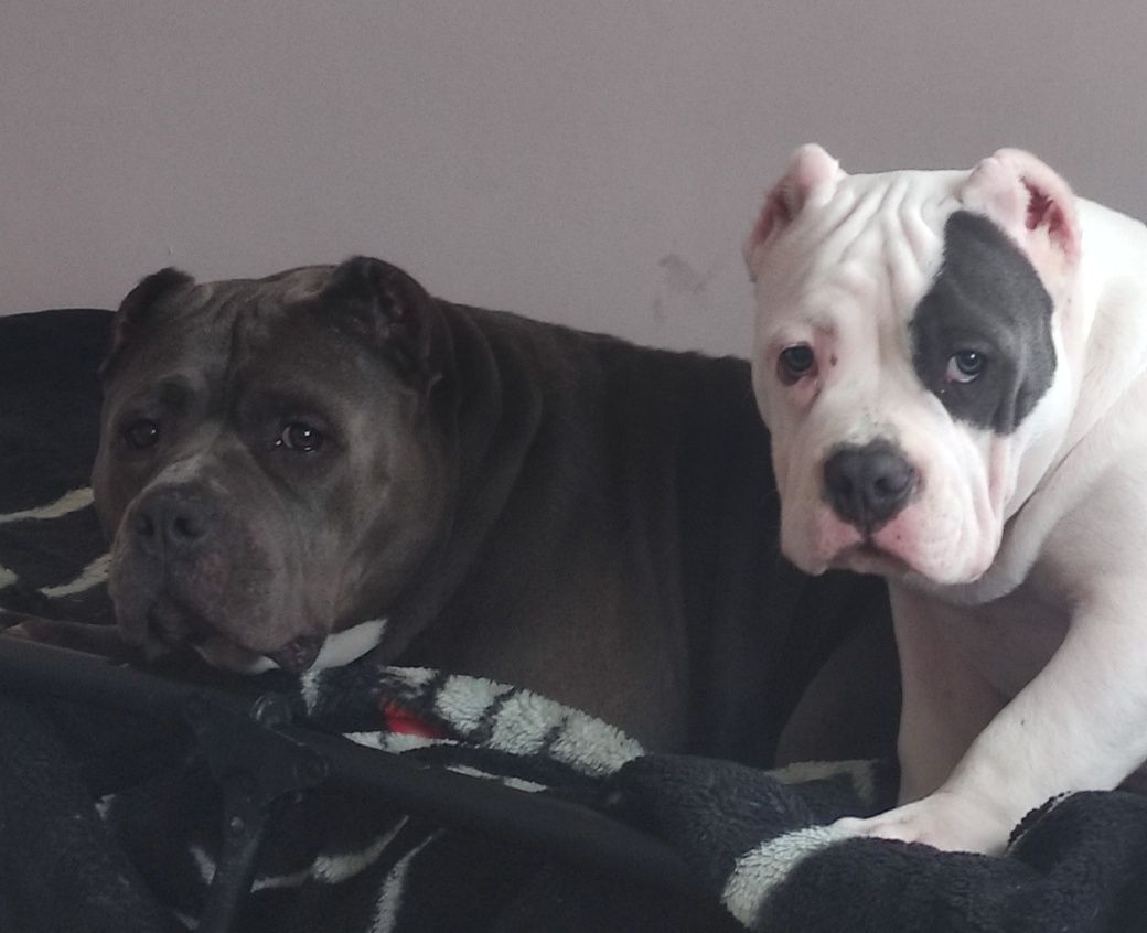 American bully puppy Ambully standard