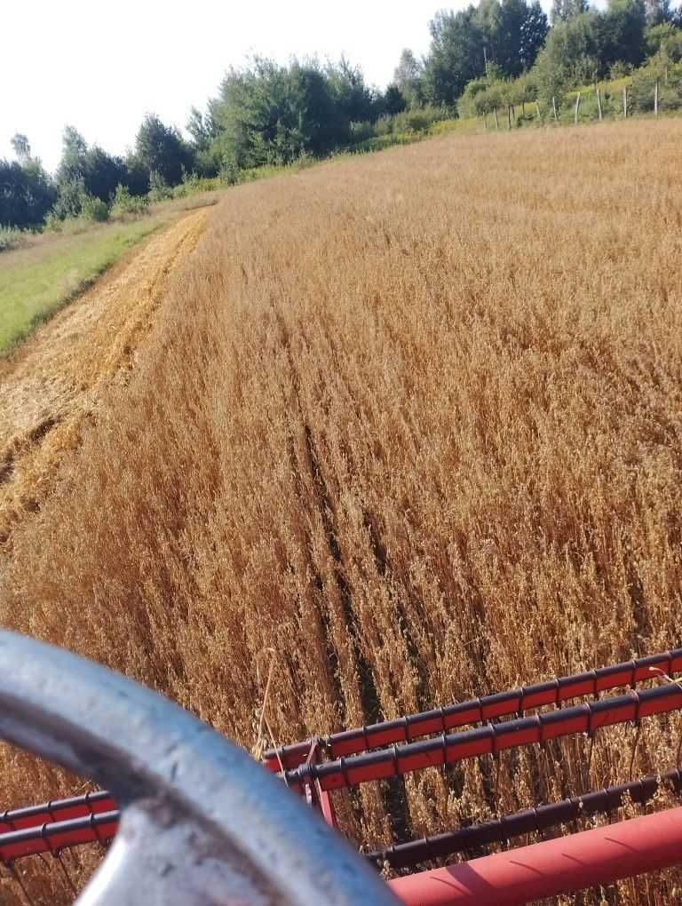 Owies worki 40 kg dostawa dla koni dostarczam również mniejsze ilości