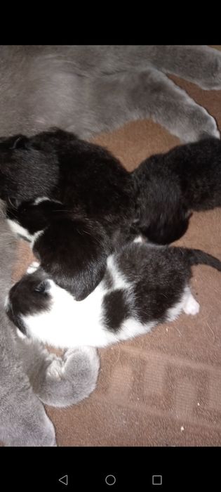 Oddam za darmo kociaki