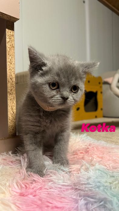 Kot brytyjski / kotka brytyjska