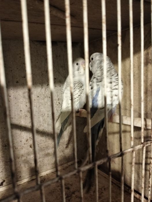 Casal periquitos texas