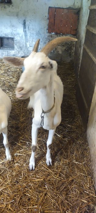 Kozy z mlekiem oraz mlode