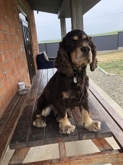 Англійський кокер-спанієль