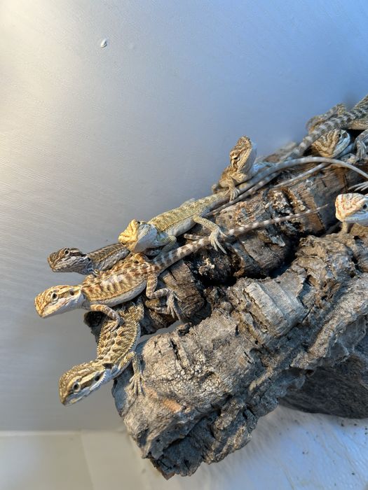 Agama brodata . Młode