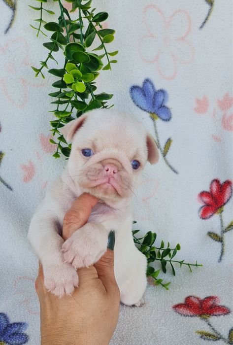 Excecional pug carlin de Qualidade