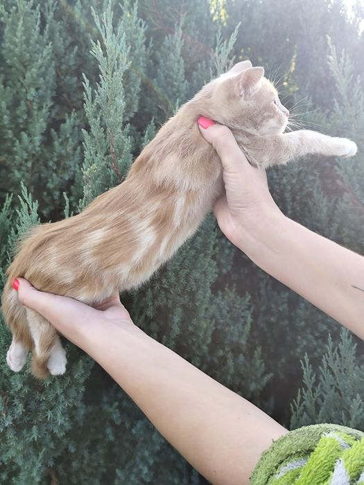 Мармуровий котик хлопчик