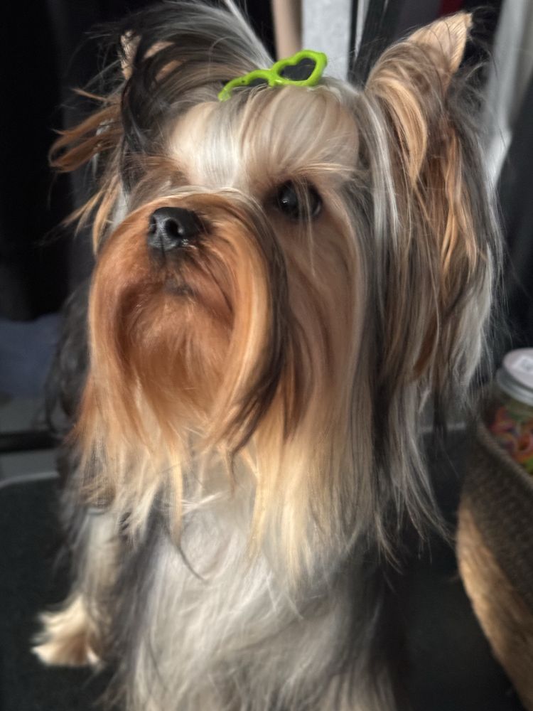 Yorkshire terrier  piesek Uci
