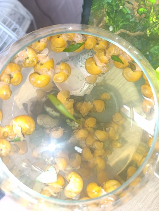 Ампулярия жёлтая