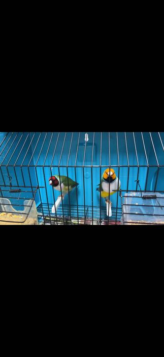 Aves diamante de gould