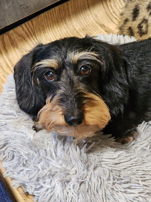 Мініатюрна жосткошерстна такса