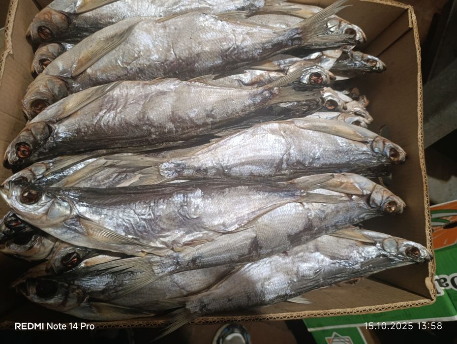 Риба, Копчена, В'ялена,Свіжоморожена опт , великі обйоми лящ,плотва,..