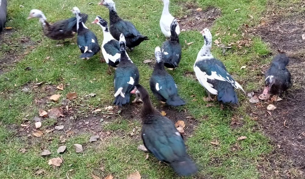 Sprzedam kaczki i kaczory