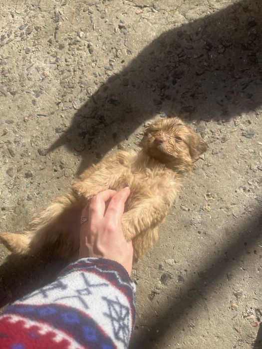 Маленькі друзі,в вашу родину.