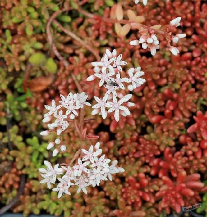 Очиток (седум) Angelina, Coral Carpet