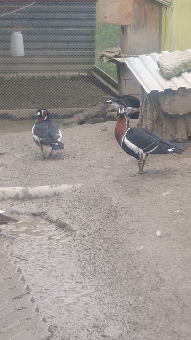 Gesi ozdobne bernikle rdzawoszyje