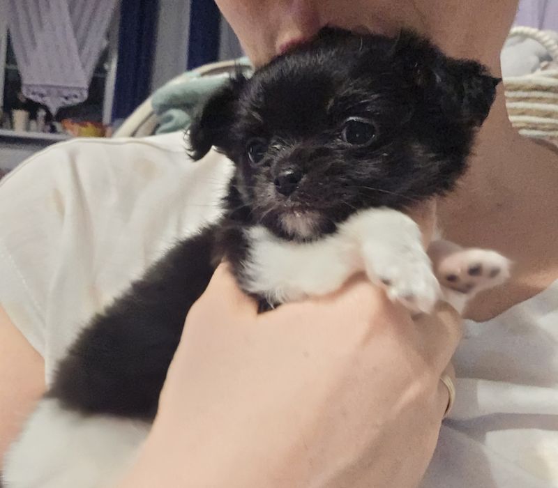 Długowłosa suczka chihuahua