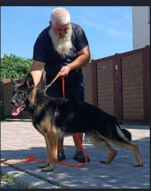 Щенята Німецької Вівчарки