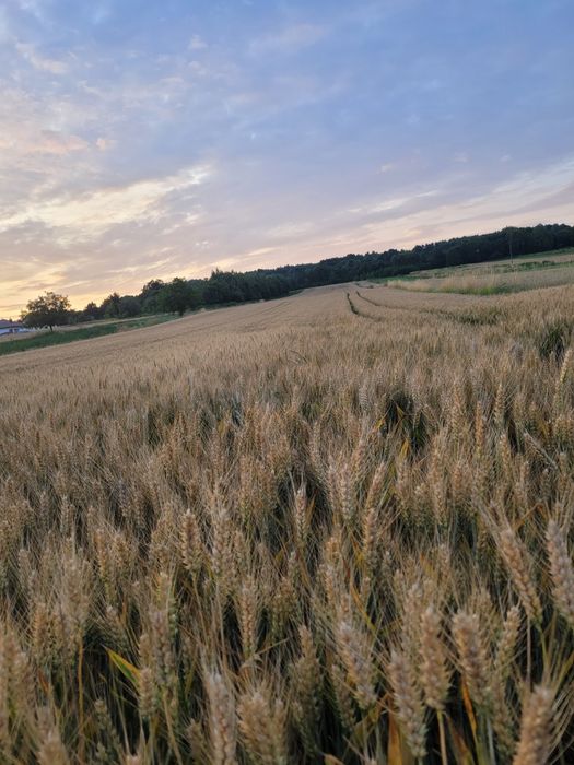 Pszenica ozima Wąsatka Sacramento