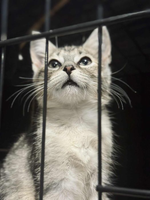 Kocurek pręgowany szary prosi o dom