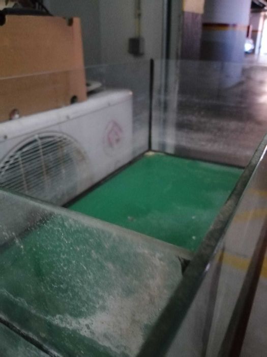 Tartarugueira grande