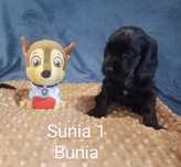 Cocker spaniel angielski czarna sunia