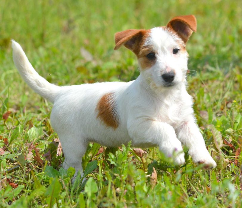 Jack Russell Terrier super piesek Emir ZKwP FCI rodowód miły charakter