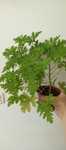 Geranium, anginka 3.