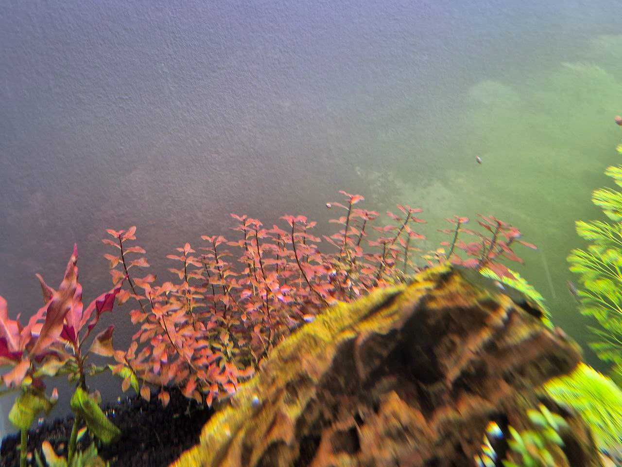 Ludwigia Super Red (crescimento rápido)