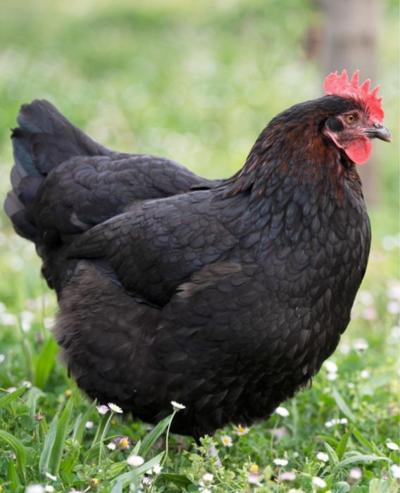 Ovos castanhos de raça maran