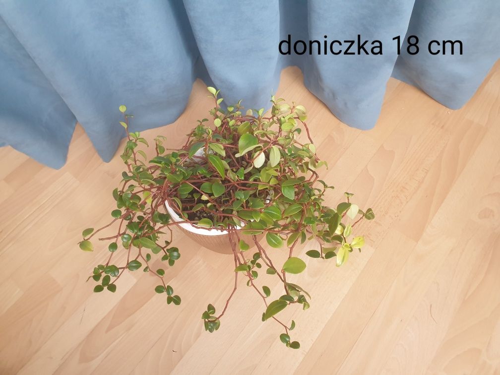 Roslina doniczkowa Grubosz jajowaty drzewko szczęścia wys ok 35cm