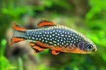 Razbora galaxy , Danio Erythromicron